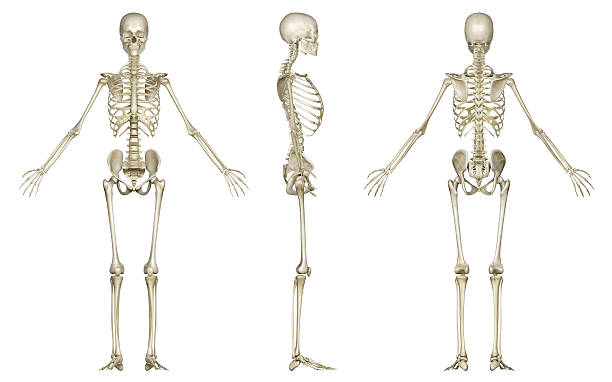 anthropometric points before taking measurements 