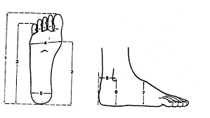 anthropometric shoe size