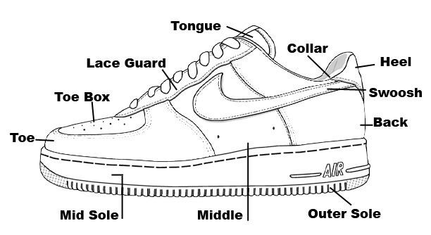 anthropometric shoe size