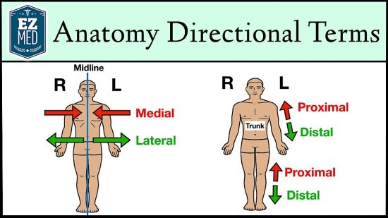 medial and lateral
