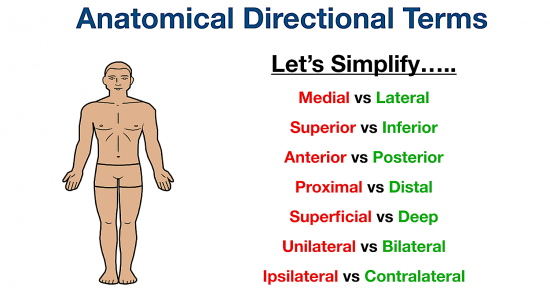 directional nicknames for anatomy