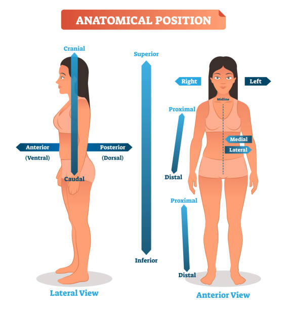 Posisi Anatomis