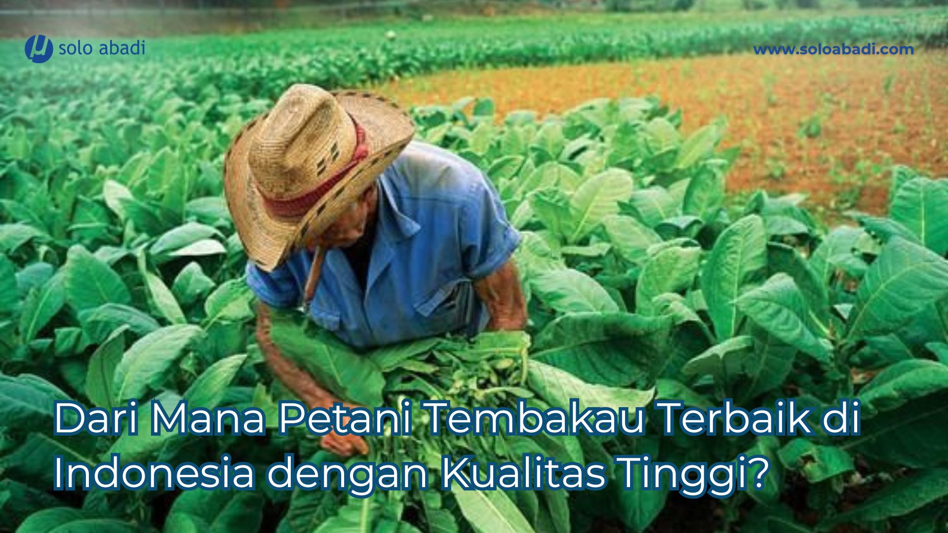 Dari Mana Petani Tembakau Terbaik di Indonesia dengan Kualitas Tinggi