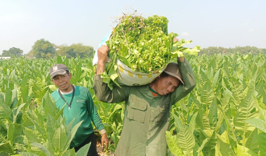 Petani Tembakau Terbaik di Indonesia